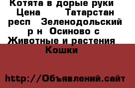Котята в дорые руки › Цена ­ 1 - Татарстан респ., Зеленодольский р-н, Осиново с. Животные и растения » Кошки   